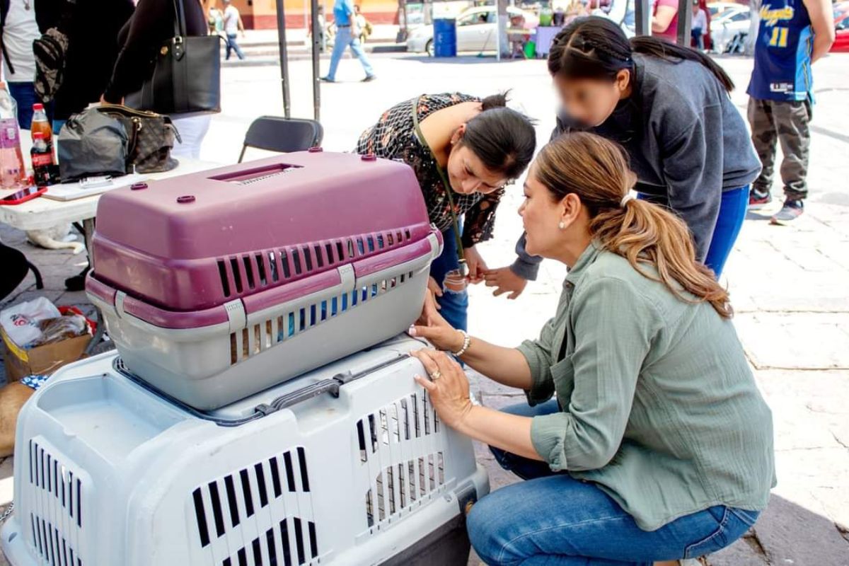 San Juan del Río organiza el Primer Foro de Protección Animal y Ambiental