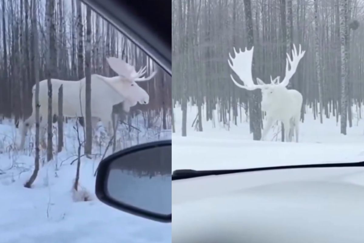 ¡No es IA! Captan en video a un alce leucista en Quebec