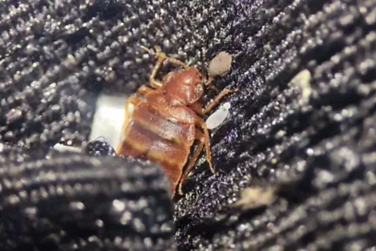 Denuncian plaga de chinches en escuelas de Querétaro, padres exigen ...