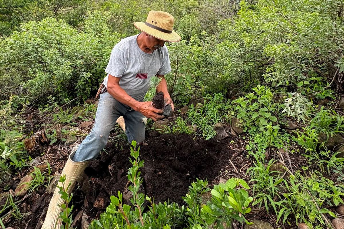 Colón impulsa reforestación masiva con la entrega de más de 16 mil árboles